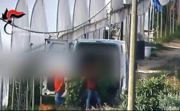 PRODUCEVANO SOSTANZE STUPEFACENTI, SIMULANDO LA COLTIVAZIONE DI CANAPA SATIVA