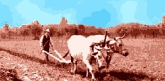 Cu’ non havi i boi so’, non lavura quandu vo’